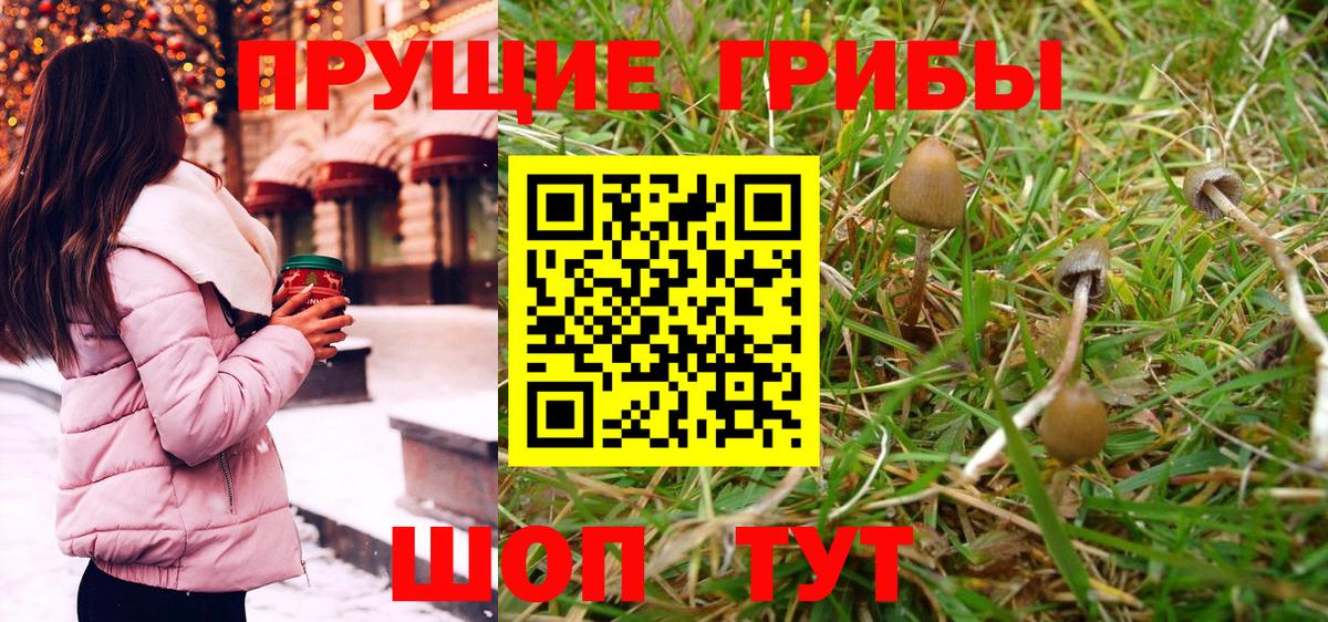Псилоцибиновые грибы Psilocybine cubensis Калуга