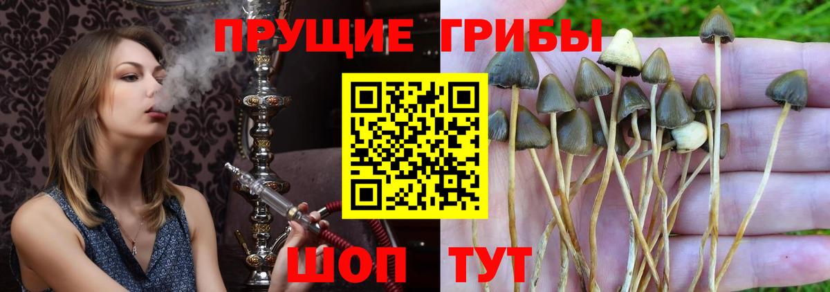 Калуга  Галлюциногенные грибы Psilocybe  Вход с VPN 